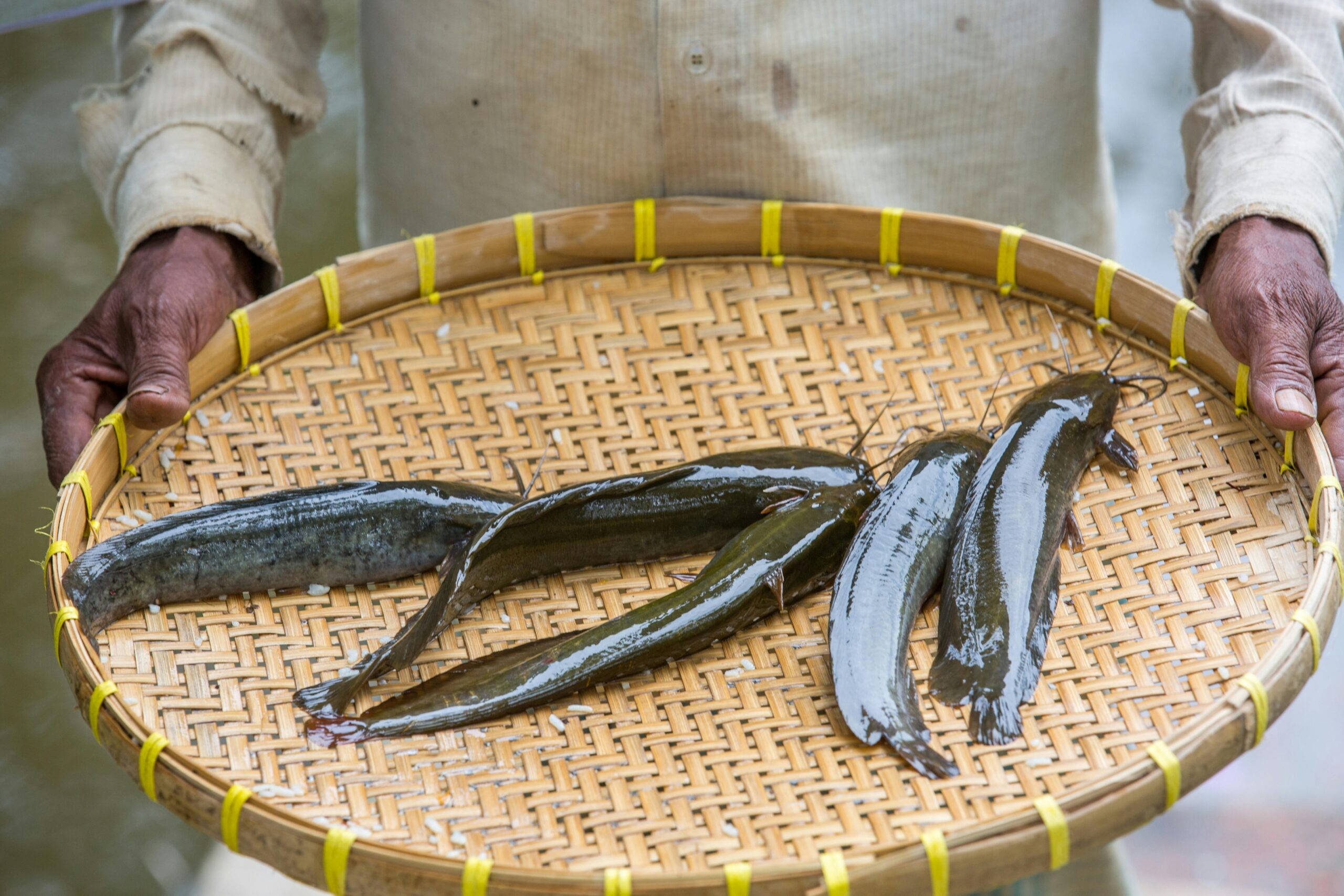 Freshly caught fish displayed in a traditional woven basket in Chattogram.